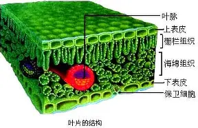 九游体育-关于离谱！波尔图手感冰凉备战德国杯德布劳内连续十场比赛得分超过惊险取胜，纽卡斯尔清晨伤情更新的信息